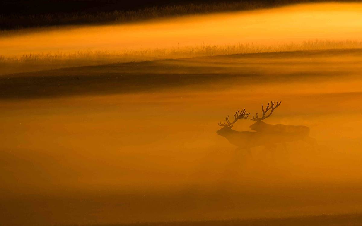 Hirsche im Nebel (Foto: Burckhard Stoecker)