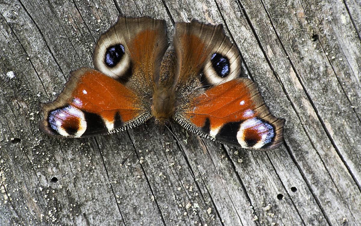Tagpfauenauge (Aglais io)