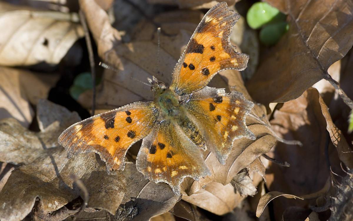 C-Falter (Polygonia c-album)