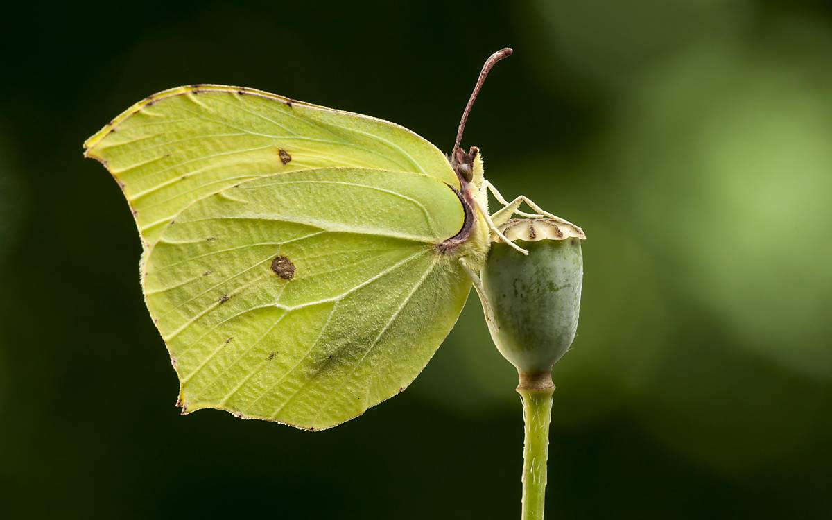 Zitronenfalter (Gonepteryx rhamni)