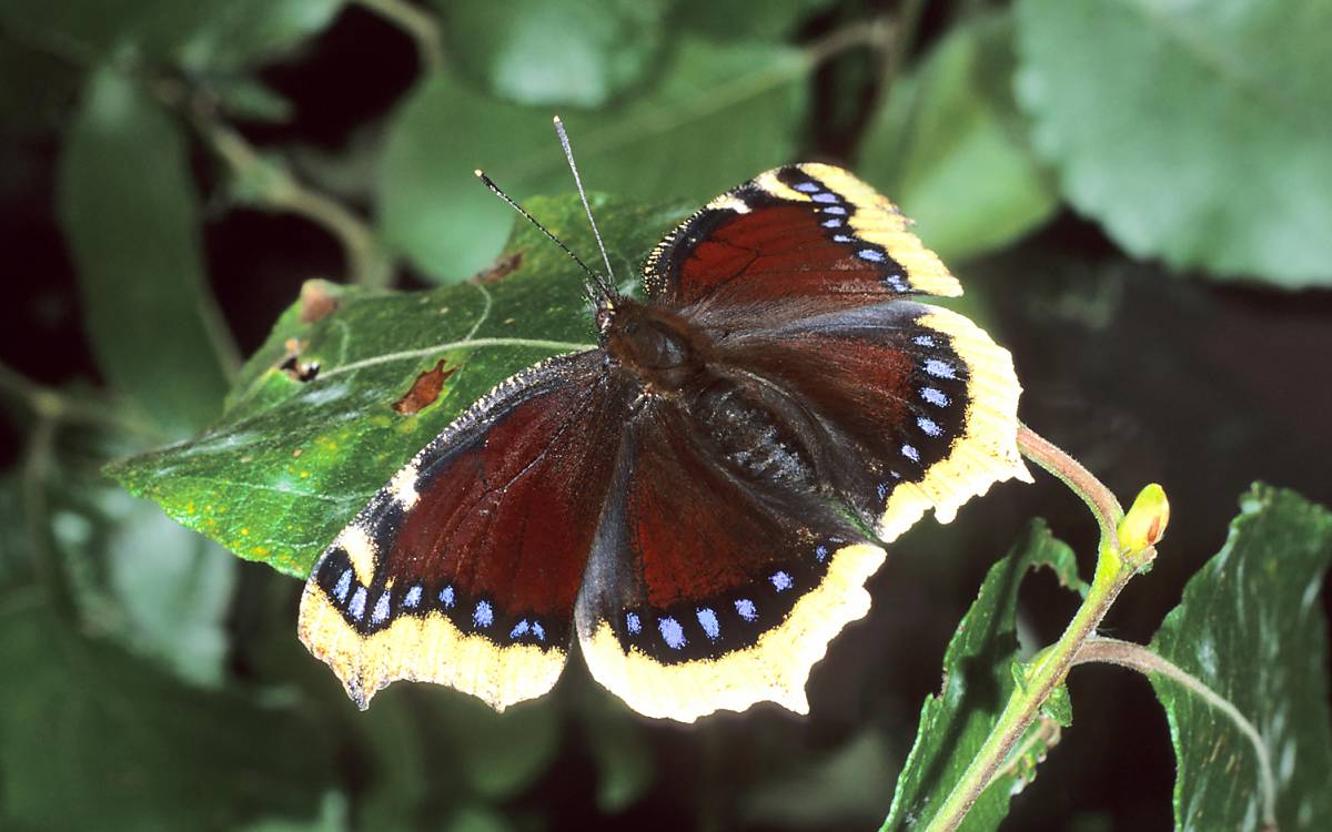 Trauermantel
(Nymphalis antiopa)