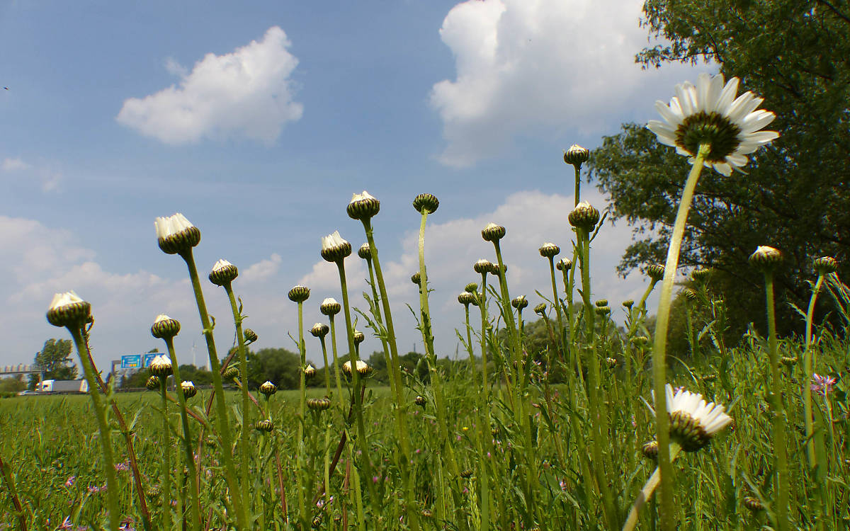 Margeriten auf der Einsaatfläche Jenerseite Foto: Gisela Bertram, Stiftung Ausgleich Altenwerder