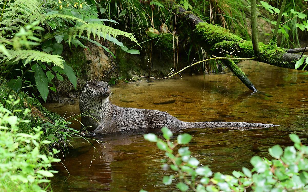 Fischotter im Wasser - Foto: Naturfoto Hofmann