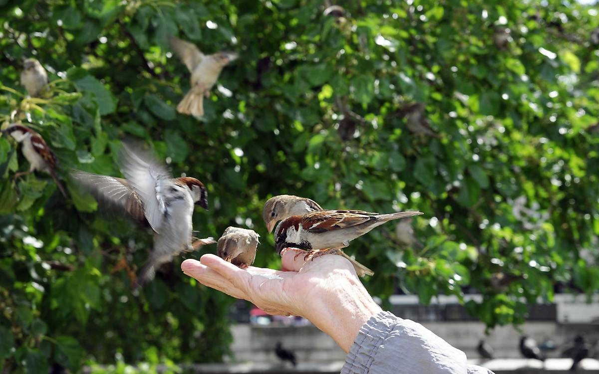 Spatzen auf einer Hand - Foto: imageBROKER.com / Egon Bömsch