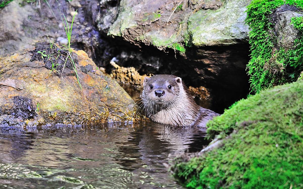 Der Fischotter in seinem Element. - Foto: Naturfoto Hofmann