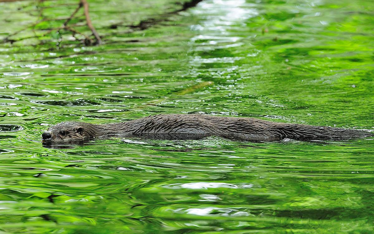 Mit seinem langgestreckten, stromlinienförmigen Körperbau ist der Fischotter perfekt an seinen Lebensraum angepasst. - Foto: Naturfoto Hofmann