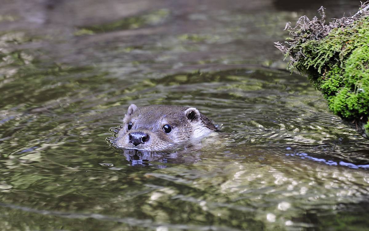 Fischotter – Foto: Naturfoto Hofmann