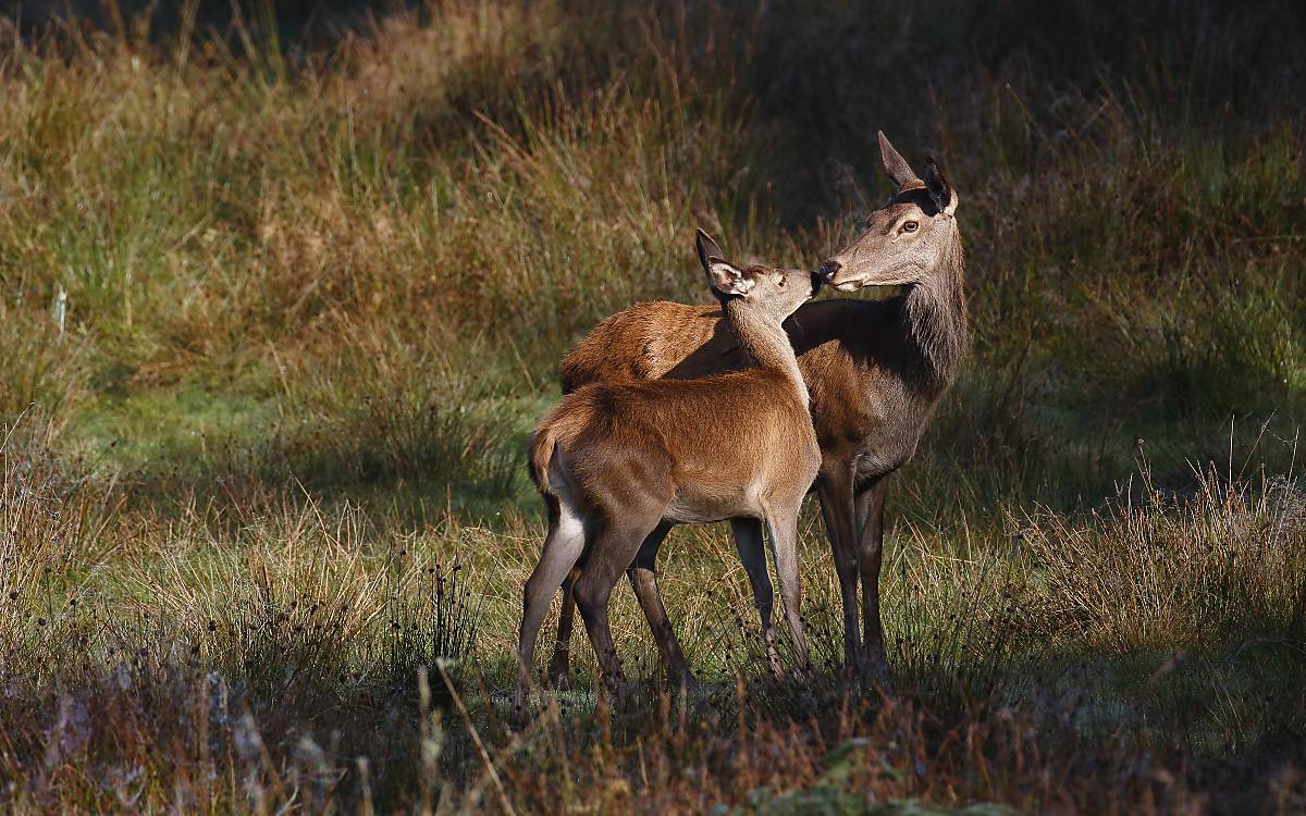 Hirschkuh Kalb haben eine enge Beziehung zu einander. Foto: imagebroker / Justus de Cuveland