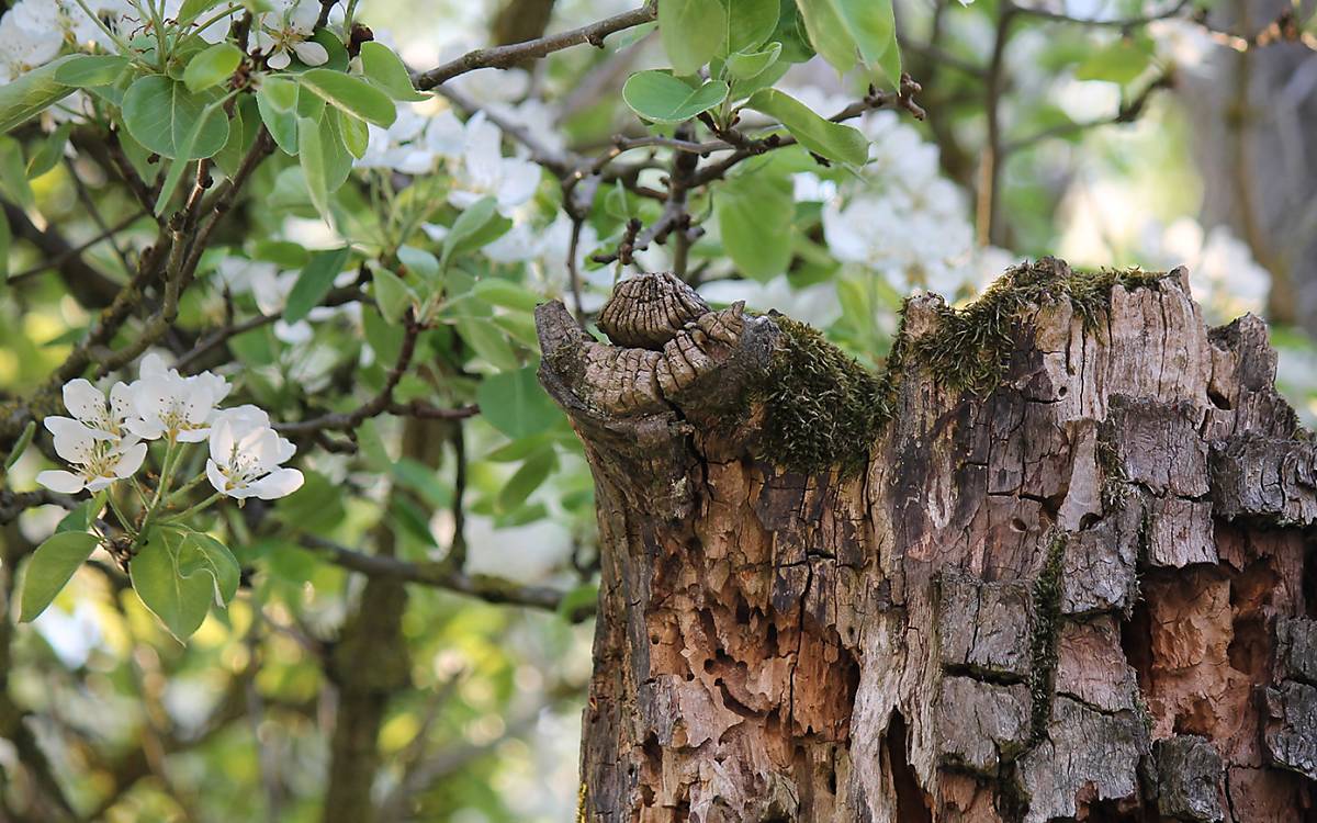 Altholz im Garten bietet viele Nisthabitate für Wildbienen