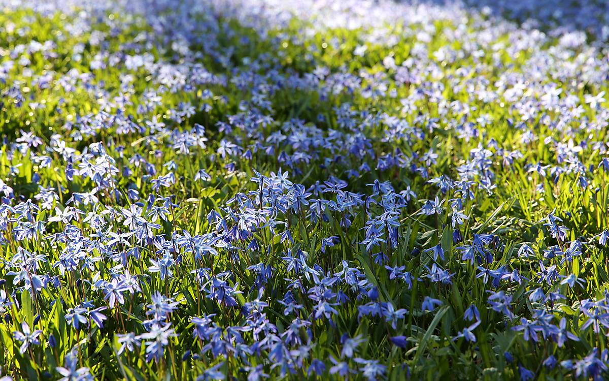 Frühjahrsblüher wie Blausterne oder Traubenhyazinthen bieten schon ab Februar Nahrung für Wildbienen