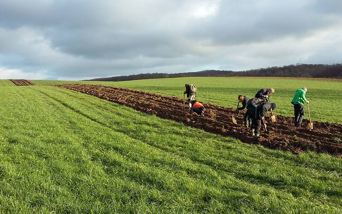 Ausgeräumte Landschaften bieten keinen Raum für Insekten und Co. Mit mehr als 50 Helfern wurde auf den Flächen eines lokalen Landwirtes in Niedersachsen eine Niederhecke für die Artenvielfalt gepflanzt. PARTRIDGE, ein Projekt der Georg-August-Universität Göttingen, unterstützt die Aktion - und wir unterstützen Partridge. Foto: E. Gottschalk / PARTRIDGE