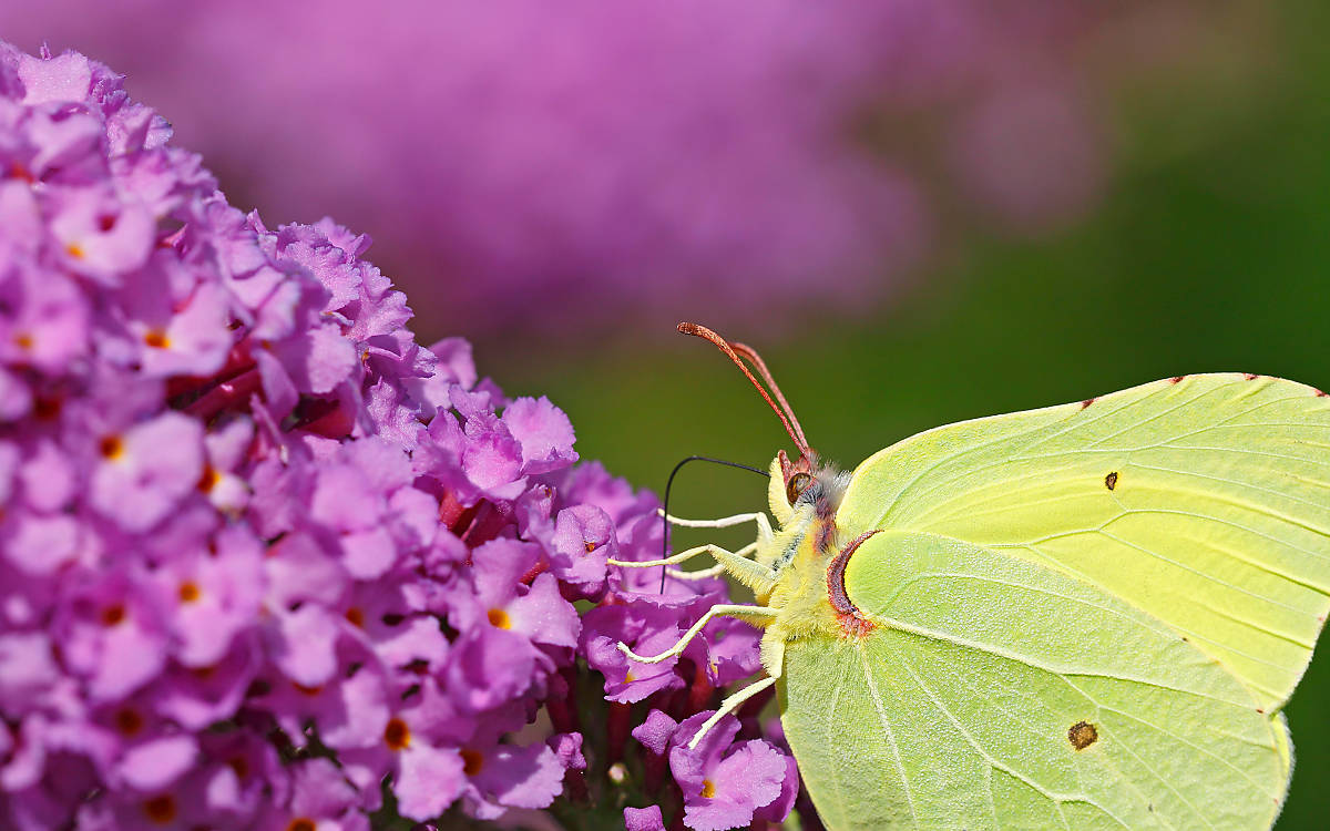 Zitronenfalter  (Gonepteryx rhamni)
Copyright imageBROKER.com, Fotograf: Justus de Cuveland