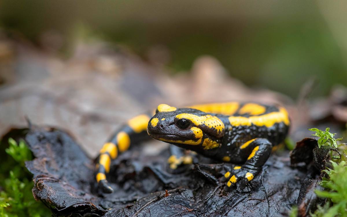 Feuersalamander Foto: Marcus Siebert/imageBroker