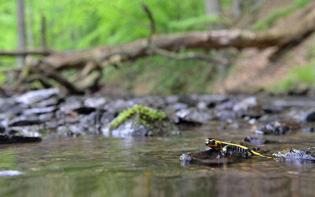 Bäche und Quellgewässer sind lebenswichtig für den Feuersalamander