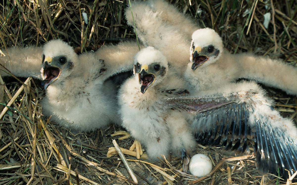Die Jungtiere der Wiesenweihe werden zwei Monate versorgt, bis sie mit ihren Eltern das Nest verlassen.