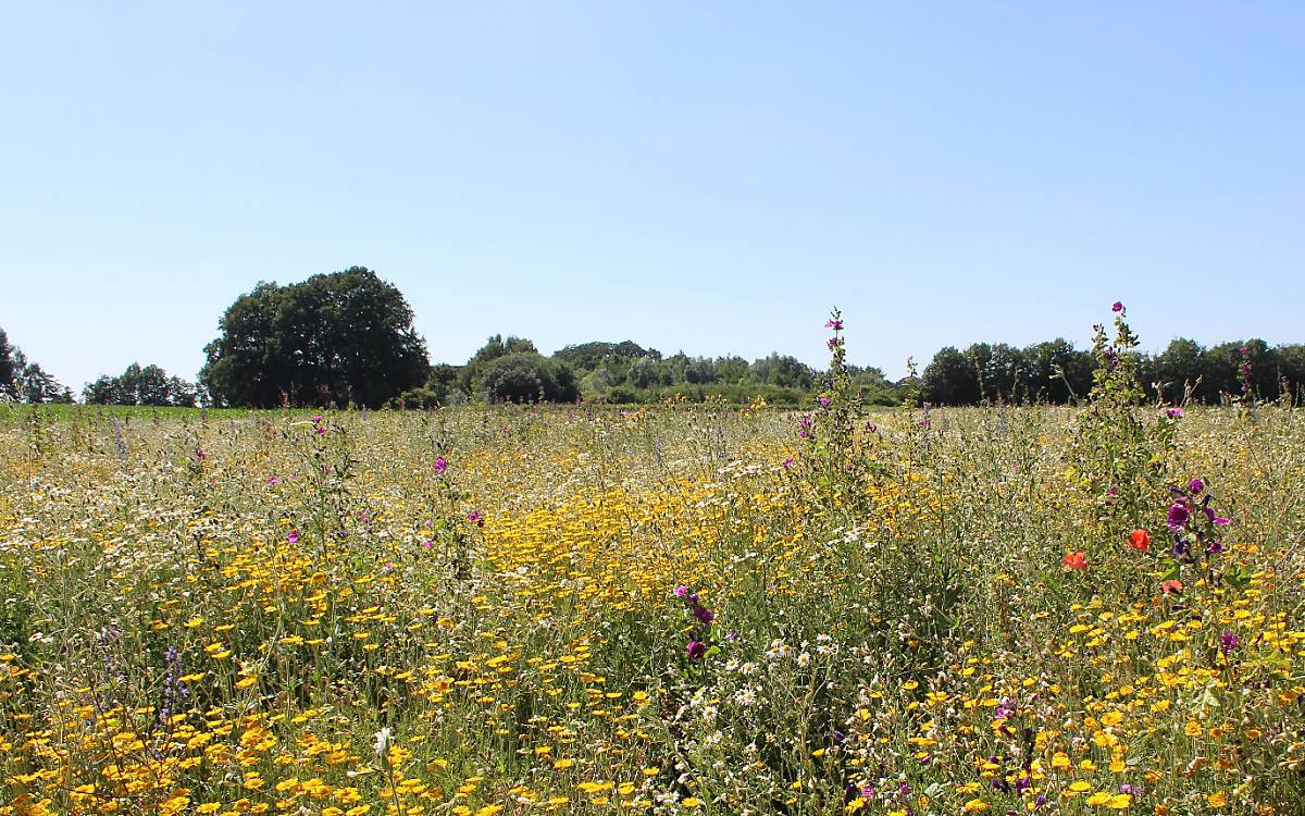 Mehrjährige Wildpflanzenkultur für die Biomasseproduktion