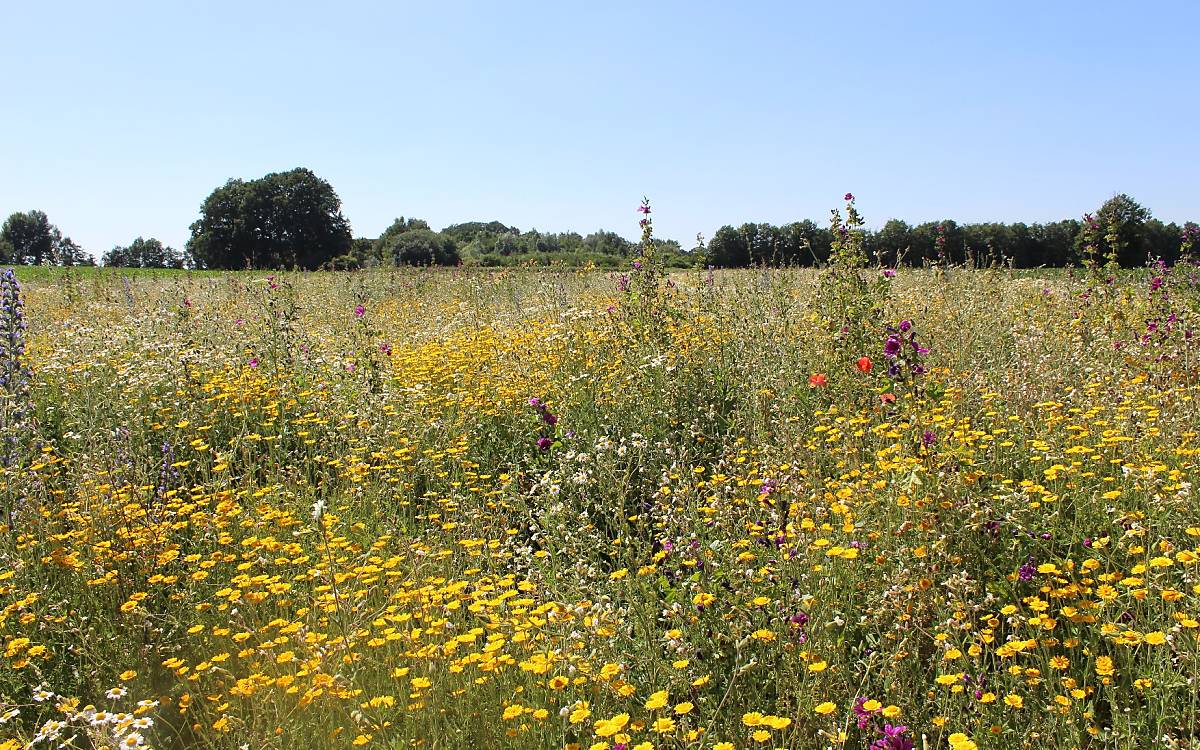 bluehender-wildpflanzenbestand-c.kemnade