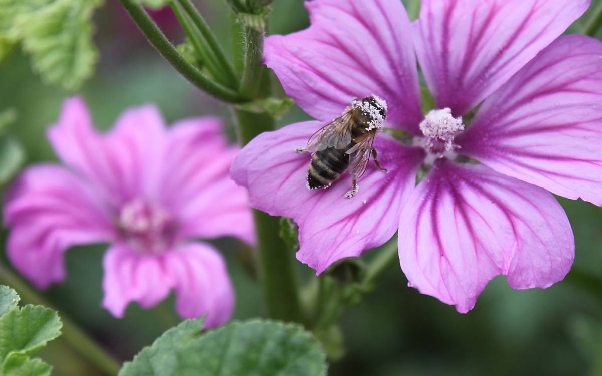 Wildbiene bestäubt mit Blütenpollen einer Wilden Malve