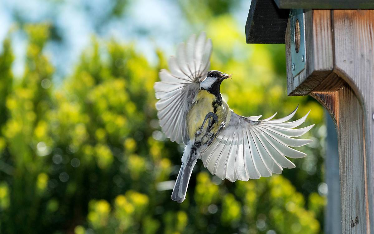 imageBroker – Kohlmeise im Anflug auf Nistkasten