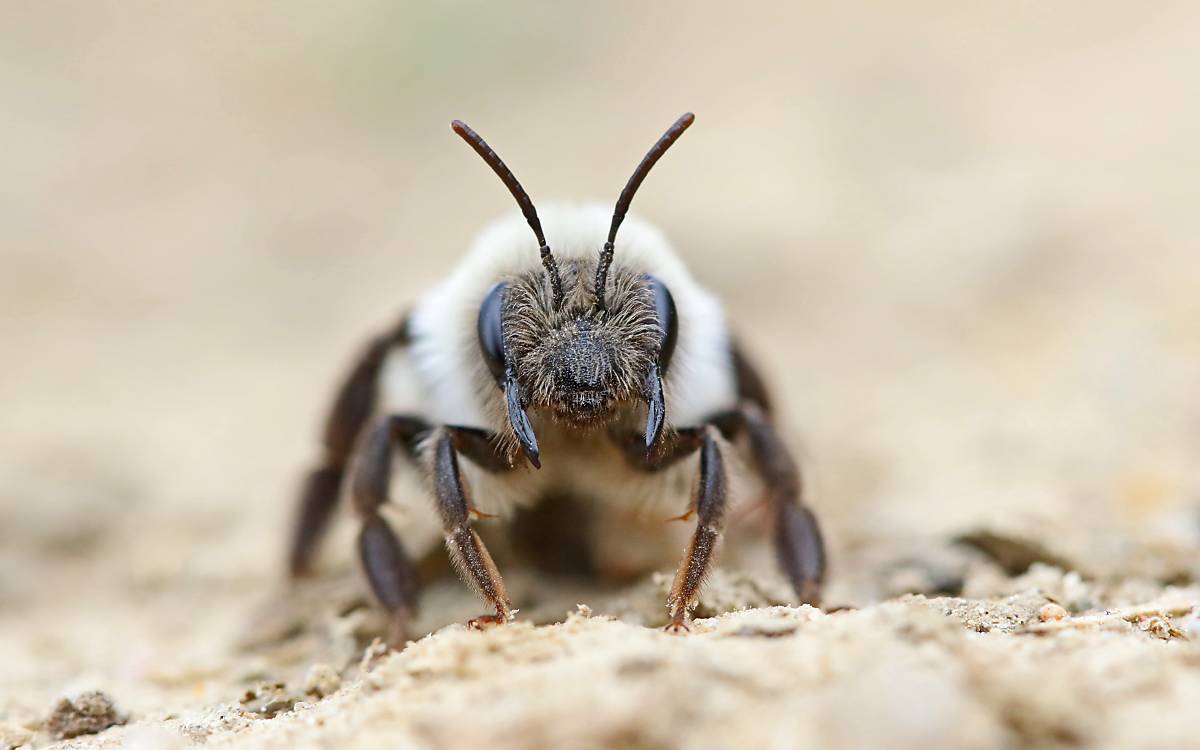 Zahlreiche Sandbienenarten haben die offenen Bodenstellen zur Reproduktion aufgesucht.