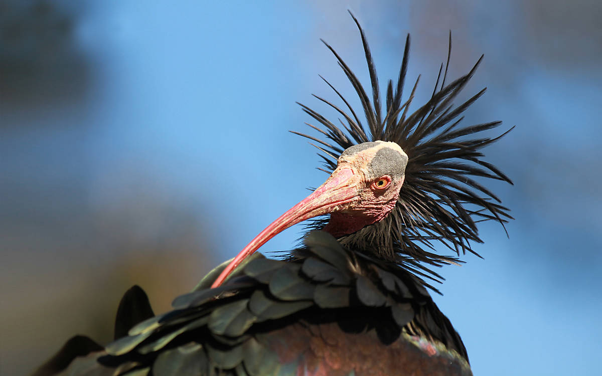 Waldrapp © Waldrappteam Conservation & Research