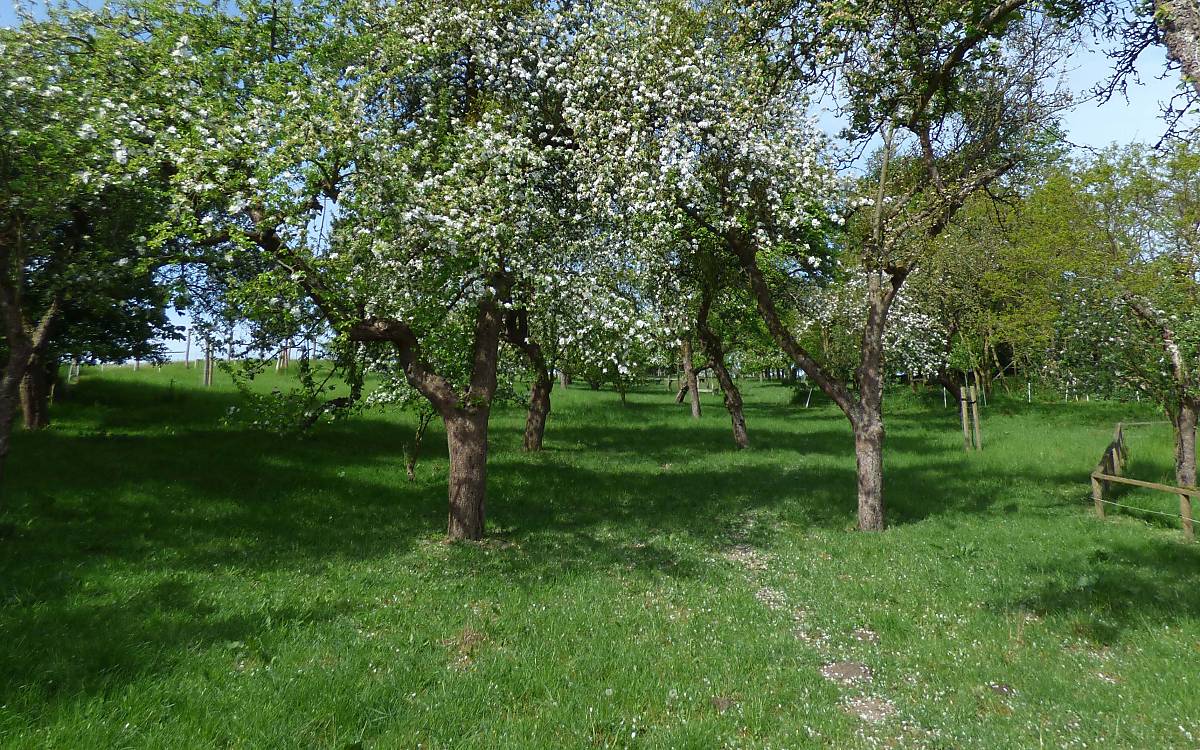 Streuobstwiese in Klepelshagen  Copyright © Michael Tetzlaff / Deutsche Wildtier Stiftung