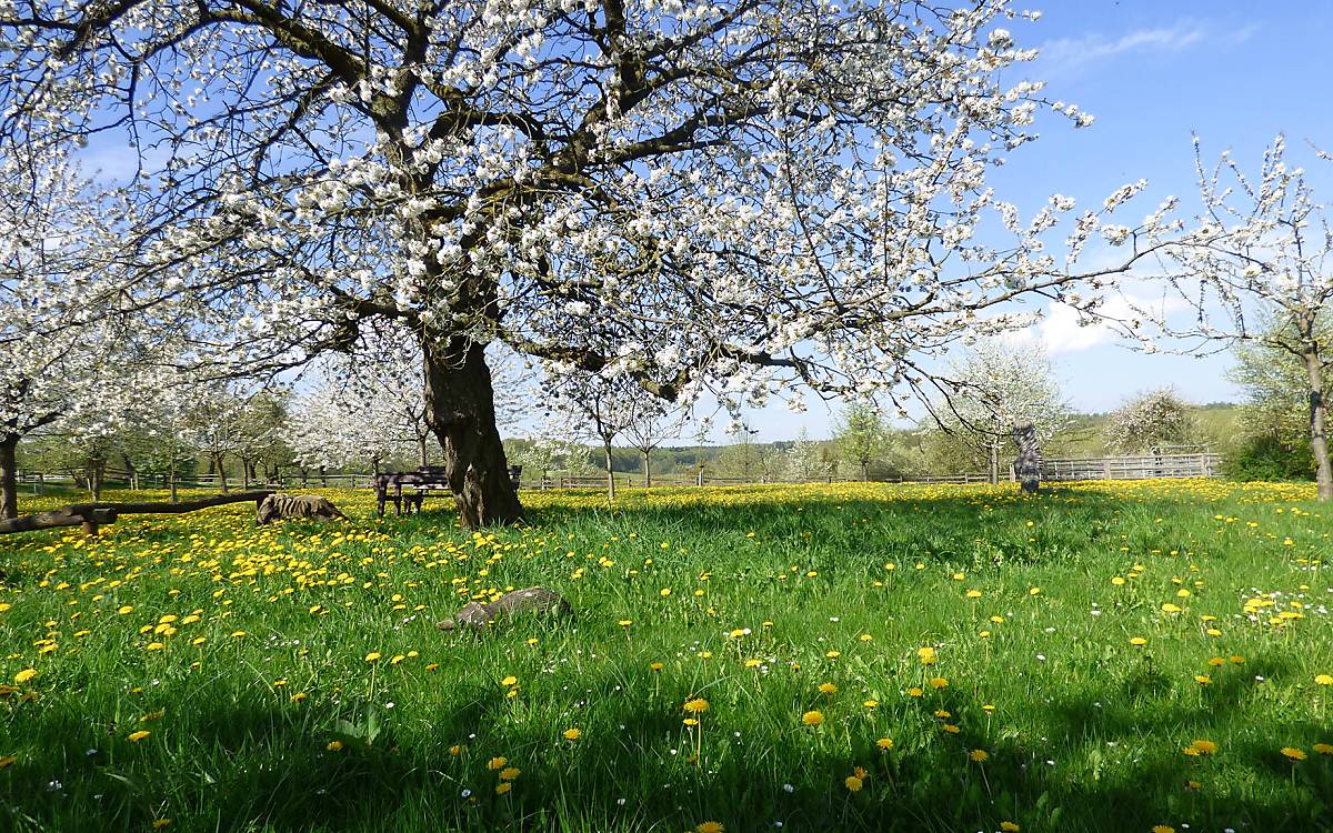 treuobstwiese in Klepelshagen  Copyright © Michael Tetzlaff / Deutsche Wildtier Stiftung