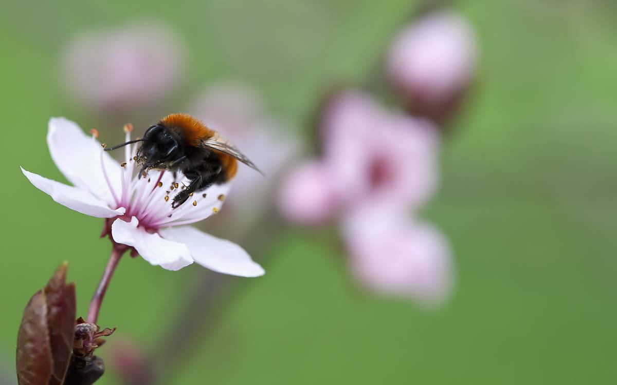 Wildbienen nutzen Nektar und Pollen von den Blüten alter Obstbäume Copyright (c) imageBroker