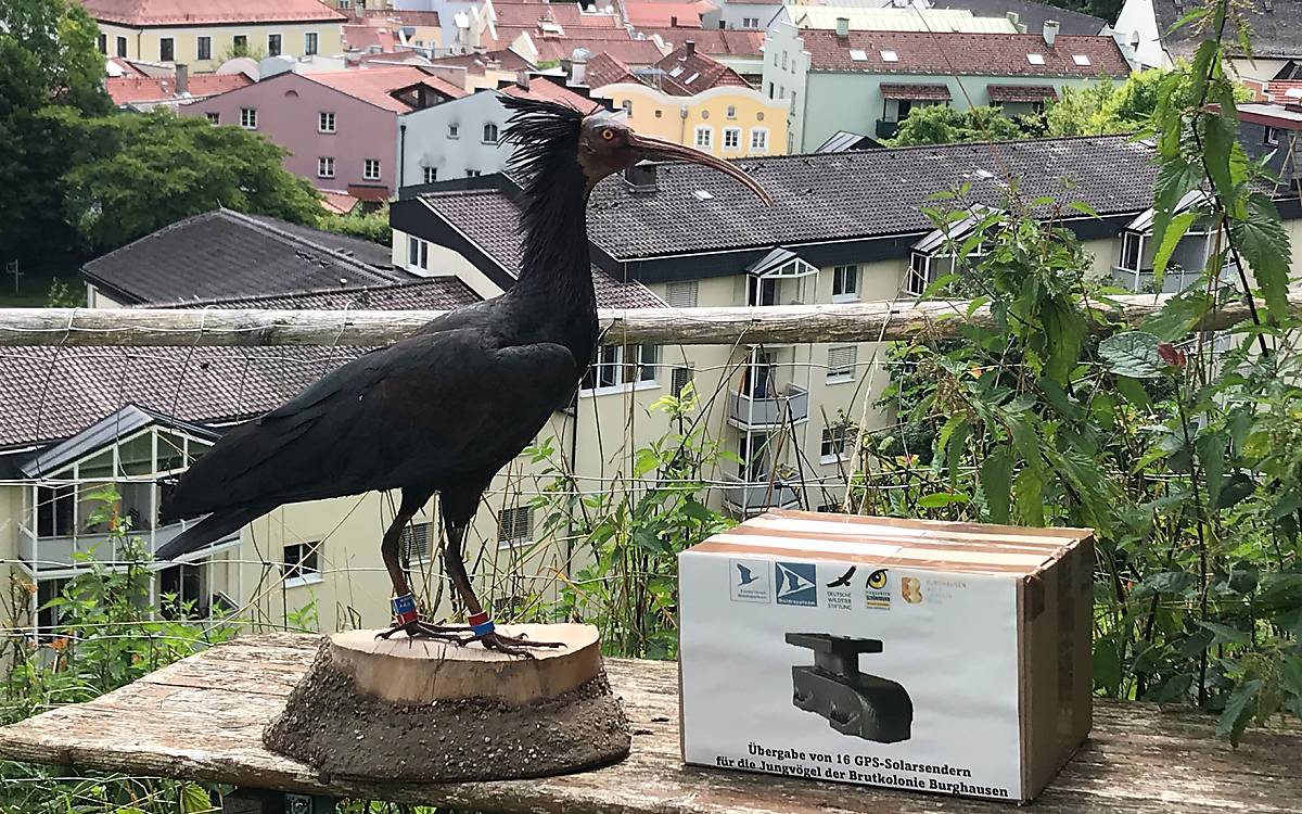 senderuebergabe-auf-burghausen_galerie_senderuebergabe_waldrapp4