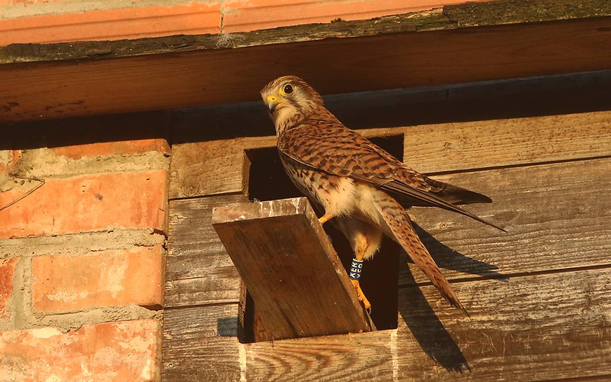 jungfalken_turmfalkenweibchen