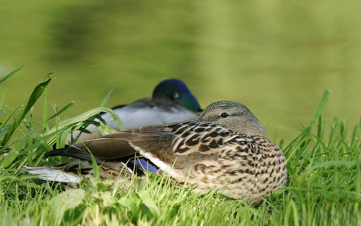 Schlafende Stockenten (Anas platyrhynchos) am Flussufer © imageBROKER / Ottfried Schreiter