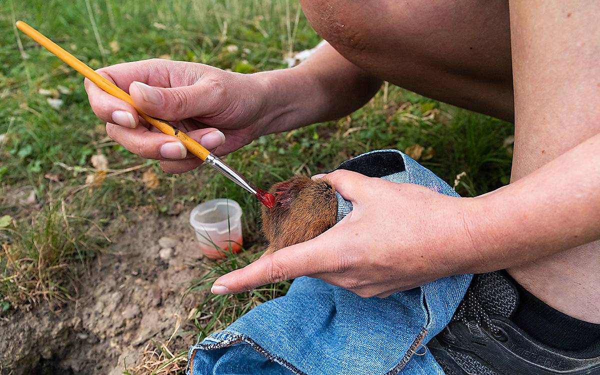 Die Weibchen werden rot markiert, die Männchen erhalten einen schwarzen Farbklecks. Foto Copyright (c) Christine Sonvilla