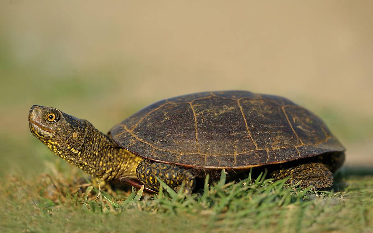 Europäische Sumpfschildkröte