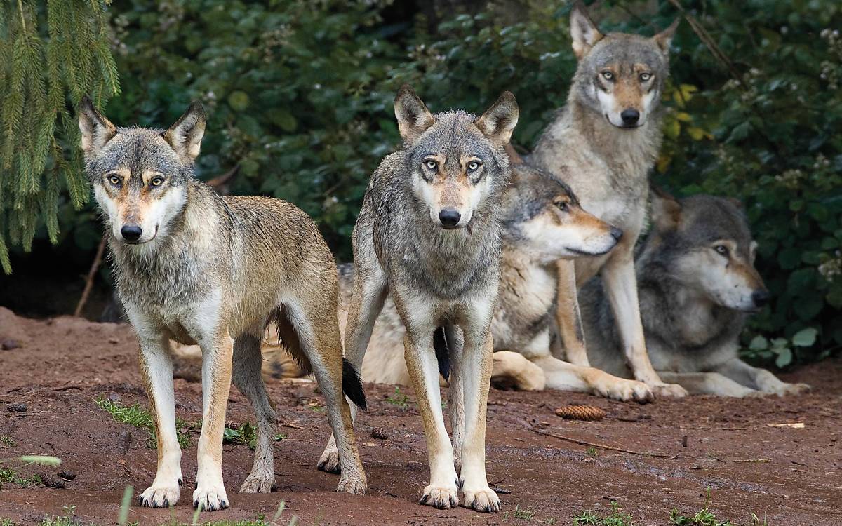 Eurasische Wölfe (Canis lupus lupus) Foto © imageBROKER / Christina Krutz