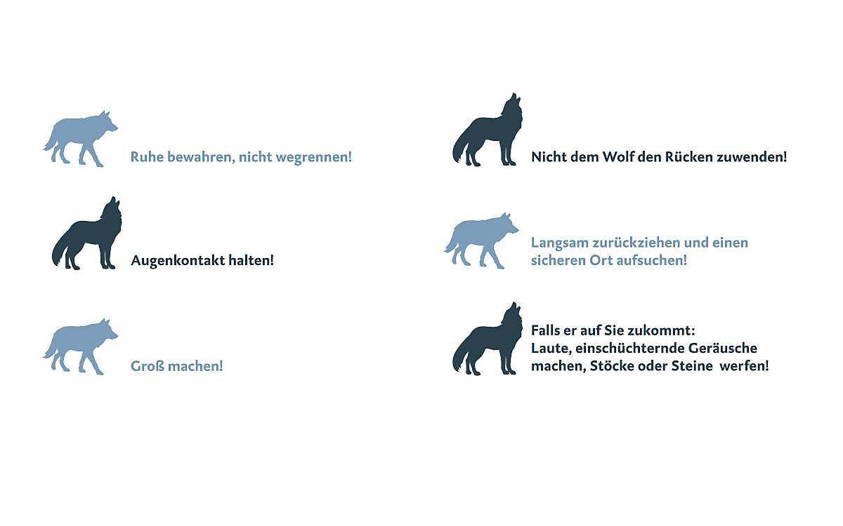 was-tun_was-tun-wenn-wolf-gesichtet