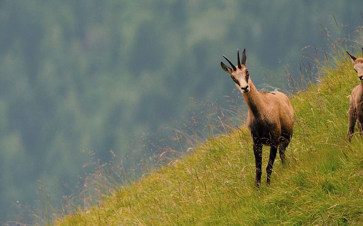 Gämsen auf einer Wiese - Foto: ArcoImages / Westend61