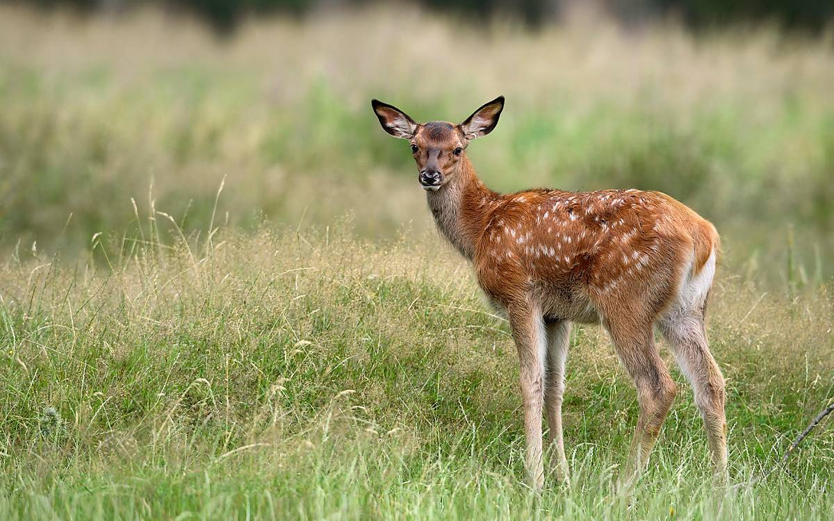 Rothirsch (Cervus elaphus), Rehkitz auf Wiese © imageBROKER.com / Christina Krutz