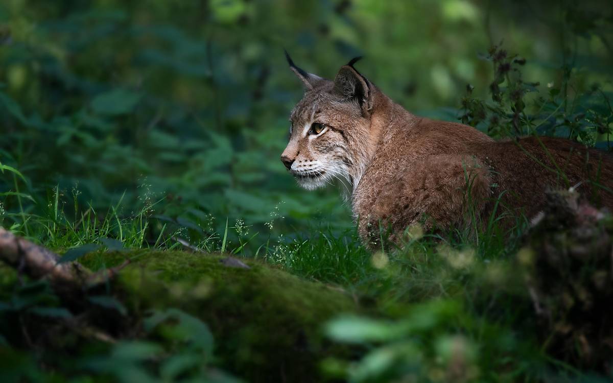 Eurasische Luchs (Lynx lynx), sitzt im Gebüsch © imageBROKER.com / Farina Graßmann