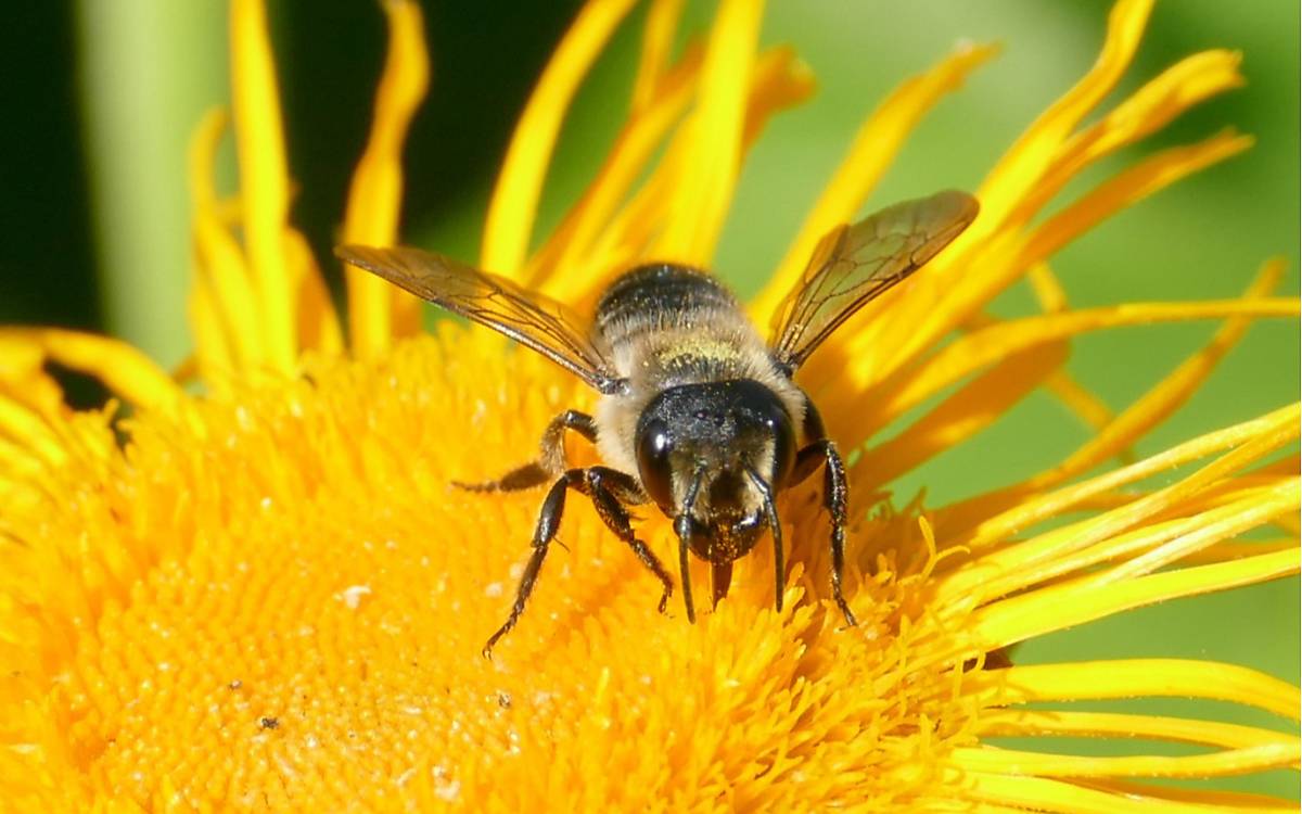 Stängel-Blattschneiderbiene (Megachile genalis)