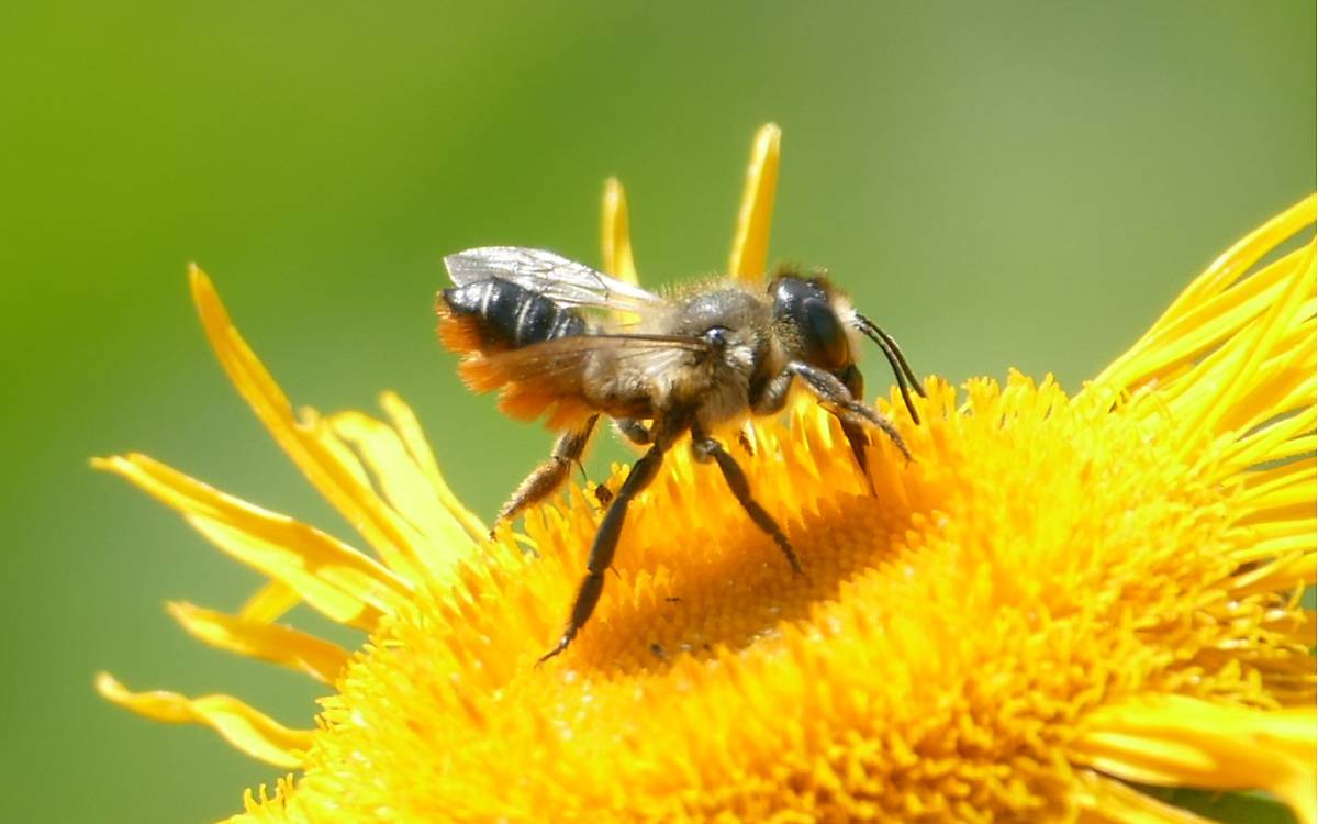 Stängel-Blattschneiderbiene (Megachile genalis)