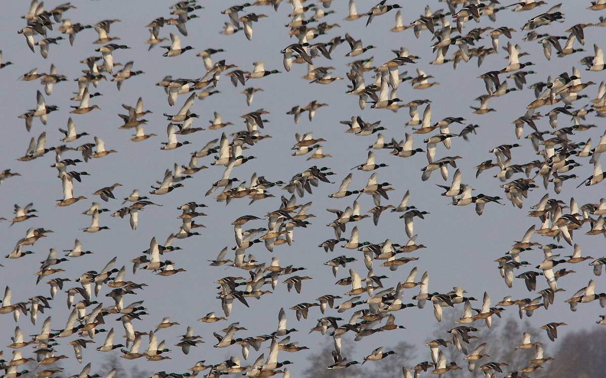 Große Entenansammlungen sind ein gewohntes Bild im Naturschutzgebiet Galenbecker See (c) Michael Tetzlaff