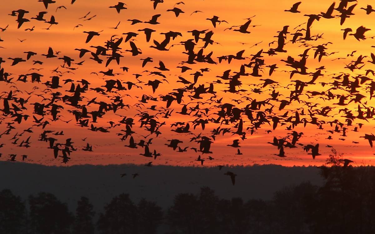 Allabendlicher Einflug von tausenden Gänsen am Schlafplatz Galenbecker See (c) Michael Tetzlaff