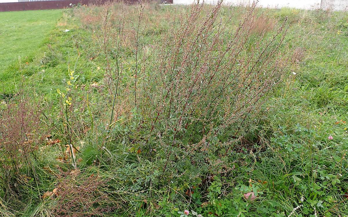 Beifuß (Artemisia vulgaris)