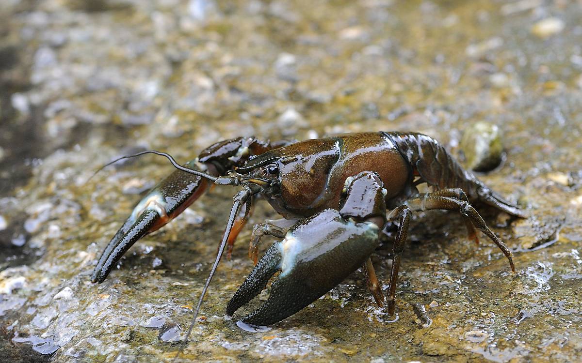 Signalkrebs (Pacifastacus leniusculus), einschleppte Art, auf nassem Felsen in Oxfordshire, England Foto: imageBROKER / Malcolm Schuyl