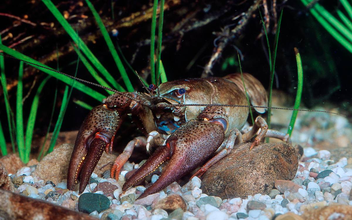 Heimischer Edelkrebs (Astacus astacus) Foto: imageBROKER / H. Reinhard