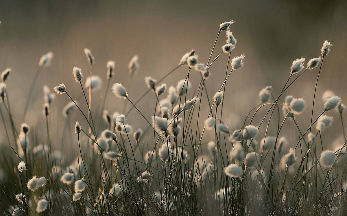 Das Schmalblättrige Wollgras ist in Gebieten mit durchnässten, häufig überschwemmten Böden zu finden.