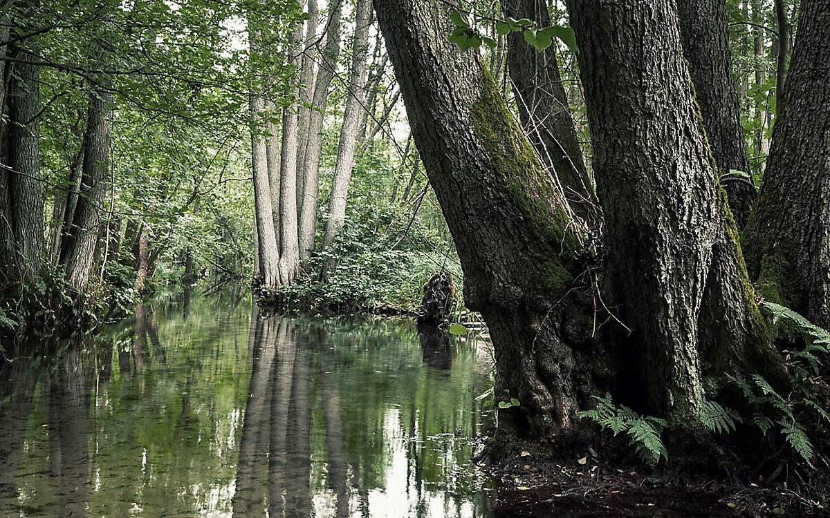 Sölle, Brüche, Moore und andere Feuchtgebiete prägen viele Wildtierland-Flächen der Deutschen Wildtier Stiftung.