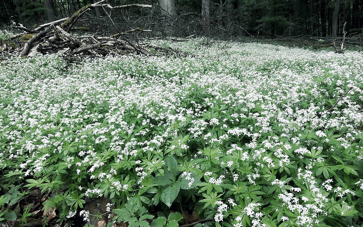 Der Waldmeister ist ein häufig vorkommendes Kraut, dass ausschließlich in Laubwäldern, meist in Buchenwälder, zu finden ist. Im Frühjahr bildet die Kräuterpflanze sternförmige, weiße Blüten aus.