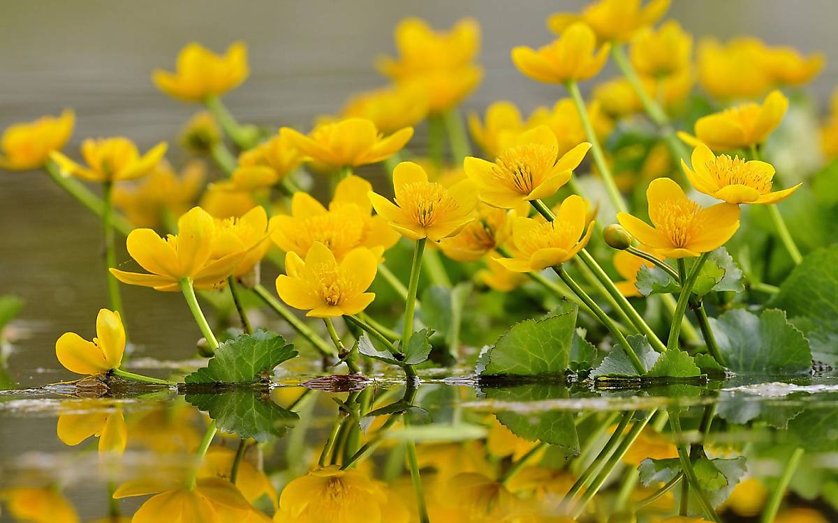 Die Sumpf-Dotterblume kommt auf nährstoffreichen Böden vor. Früher wurde sie zur Einfärbung von Butter verwendet, daher ist ihr volkstümlicher Name auch Butterblume.