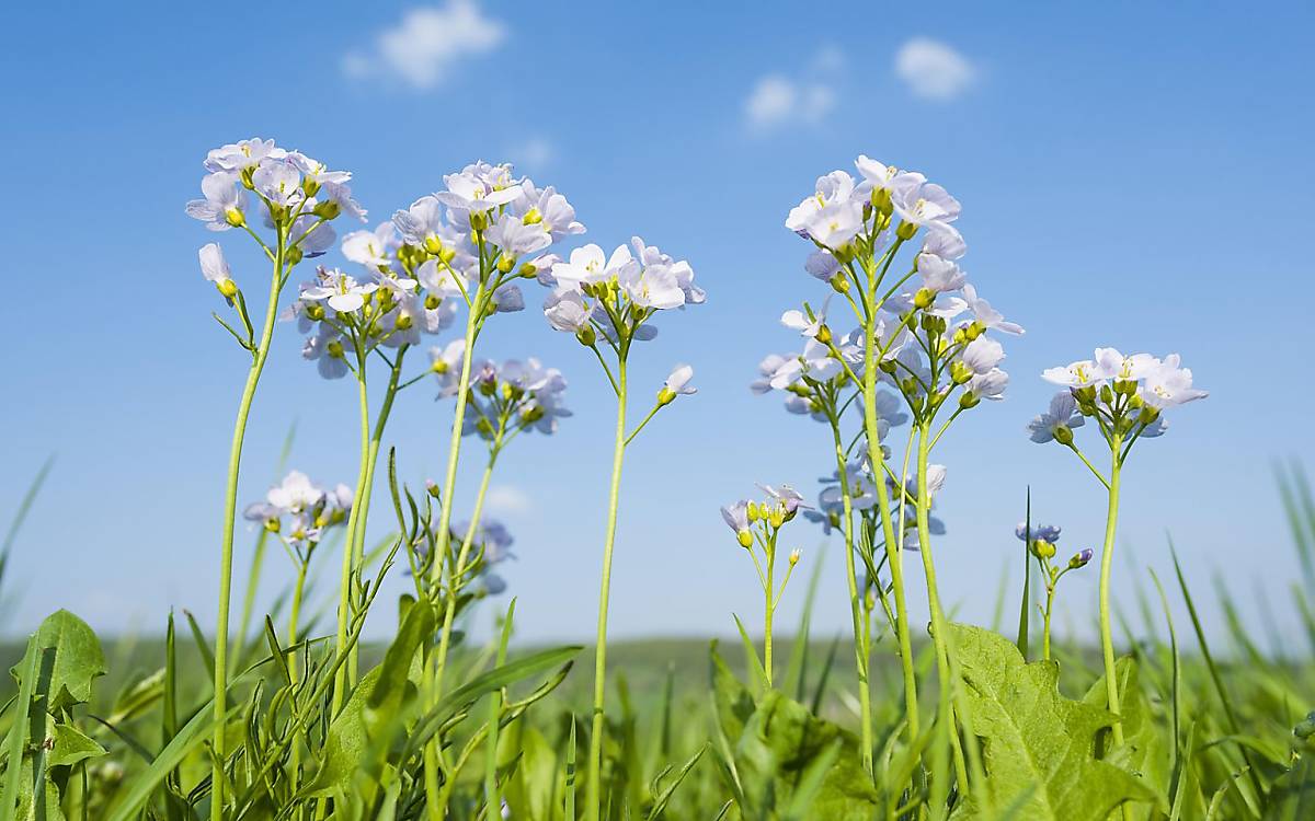 Das Wiesenschaumkraut – auch Muttertagsblume genannt – war 2006 Blume des Jahres. Es kommt auf Feuchtwiesen vor, blüht von April bis Juni und ist wegen seines Nektarreichtums Nahrungsquelle für zahlreiche Insekten.